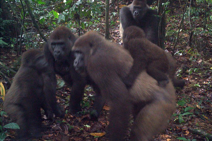 Great ape pictured with babies